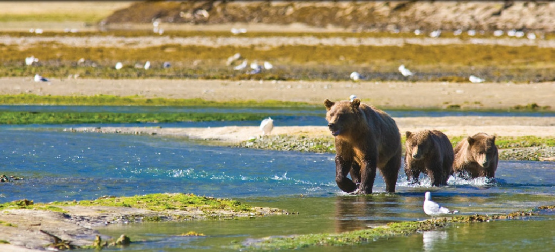 Brown Bears Frolick by the Bay in Alaska - A Travel Guide