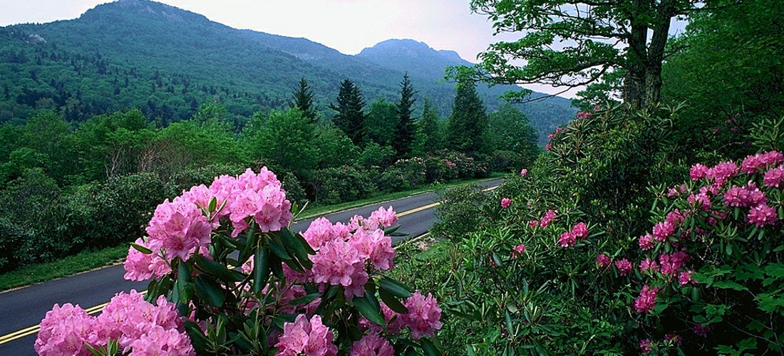 Flowers bloom along the blue ridge parkway in the mountains of Western North Carolina.