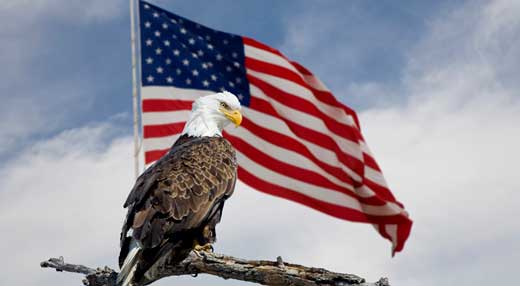 Bald eagle in front of the American Flag