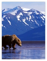 Magnificent Alaska - a Grizzly walks the coastline