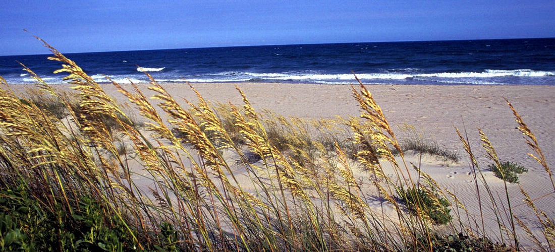 The wind gently blows the sea grass on the outer banks of North Carolina's beaches.