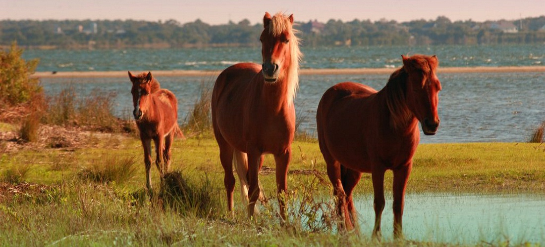 Explores the Spanish history of the Shackleford Banks horses, the oldest documented horse population in North America.  USA Travel Guide