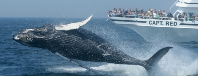 Massachusetts Whale watching off the Atlantic Coast - See America - Visit USA Travel Guide