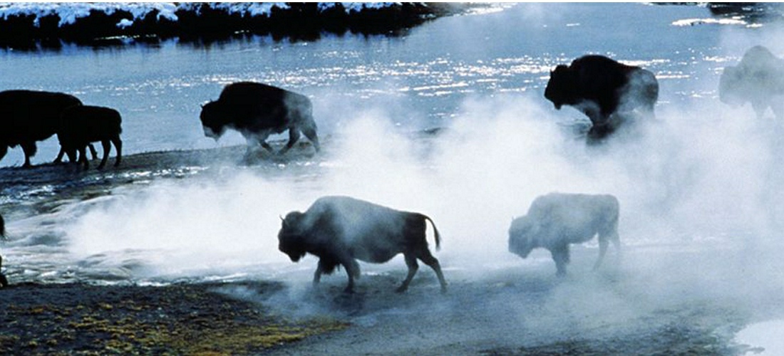 Wyoming Buffalo -Discover Wyoming's beautiful cities, towns and beautiful landscapes.  Wyoming is for adventure!  From its lush forests and rolling hills to magnificent beaches - Wyoming is a Vacation and Adventure Destination you will enjoy.  See America - See Wyoming -a USA Travel Guide Destination!